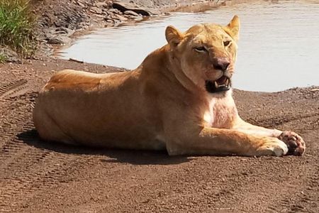 7 Days Special Kenya safari