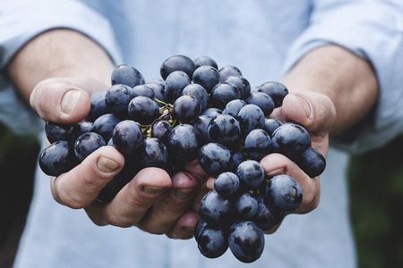 Moldova Wine Experience – Château Purcari & Asconi Winery