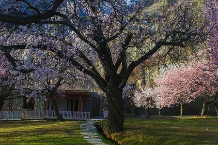 Cherry Blossom Tour -Hunza Valley 