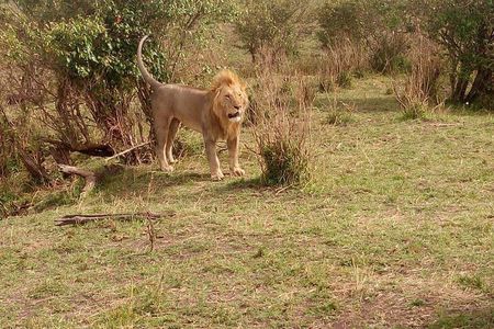 3 day maasai mara budget Camping Group safari