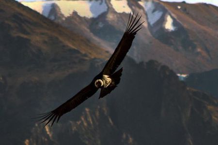 The Condor Canyon in Chonta 1 Day - Private Service
