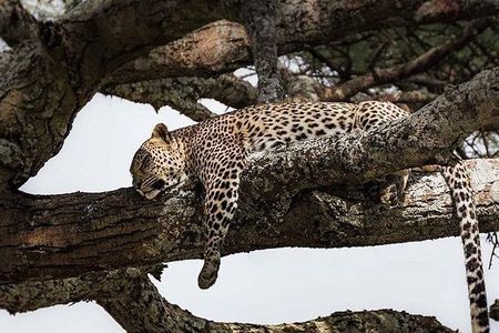 3 Days Tarangire, Ngorongoro Craeter & Lake Manyara