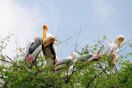 7 - Days Private Golden Triangle Tour with Bird Sanctuary