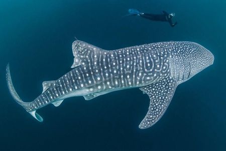 Whale Shark Watching with Sumilon Sandbar and Kawasan Falls Tour 