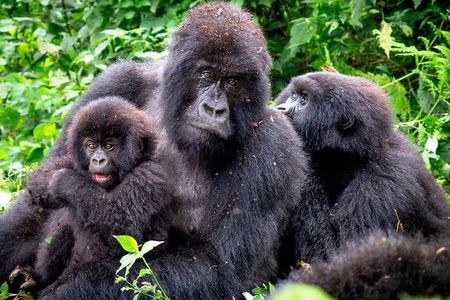 3-Day Gorilla Trekking Bunyonyi Mist Relaxation Safari