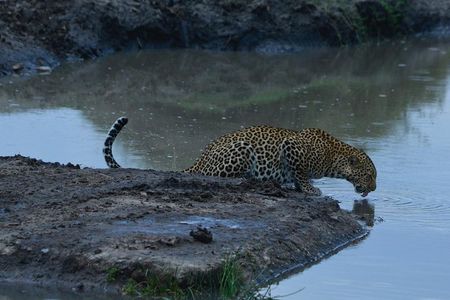 Classic Kenya Explore Safari 2022