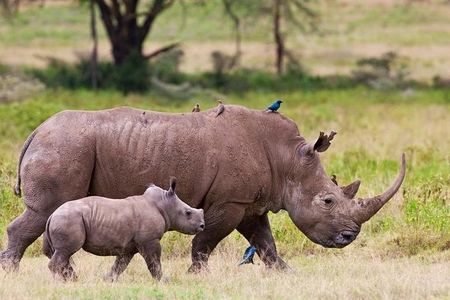 Nairobi National Park SunRise or SunSet Game Drive -Free Fick Up