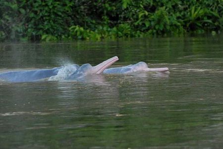 Amazon Discovery 4 Days and 3 Nights pacaya-samiria reserve