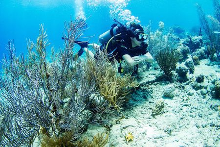 Introduction Shore Dive with Scubaçao (1 dive)
