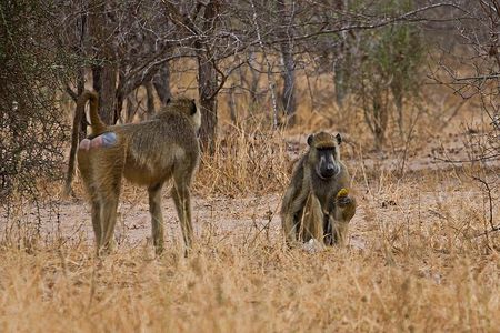 2 Day: Tarangire and Ngorongoro Crater