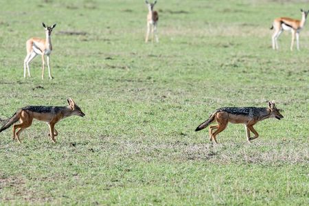 3 Days Maasai Mara Safari