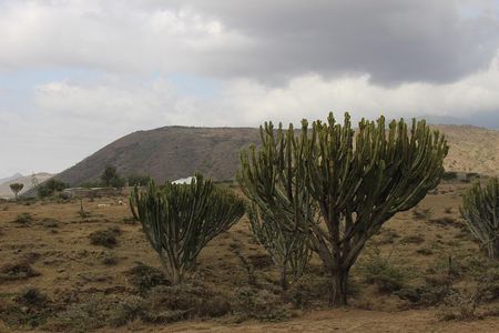 Meserani Snake Park Guided Day Tour in Arusha