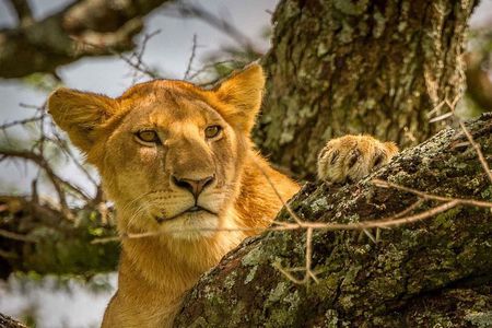 4 Day: Astonishing Group Safari