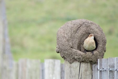 Full Day Birdwatching and Nature Tour