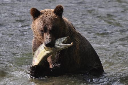 Full Day Grizzly Bear Tour to Bute Inlet