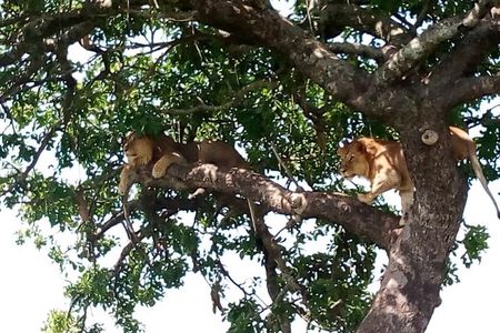 2 Days Amboseli National park safari package
