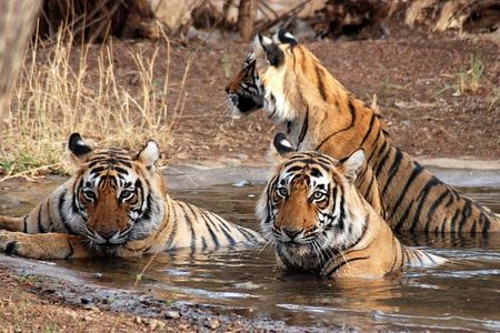 6 Days Golden Triangle Tour with Ranthambore: Delhi Agra Jaipur Ranthambore Tour