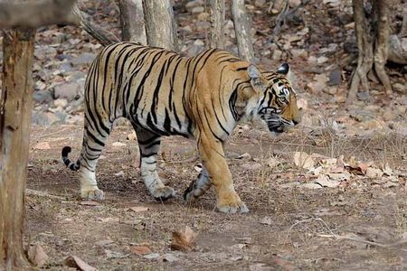 4 Days Golden Triangle Tour with Ranthambore Tiger Safari