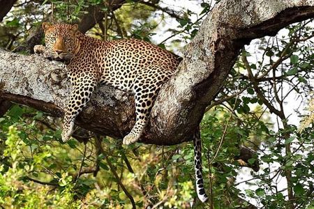 Maasai mara & Lake Nakuru National park tour