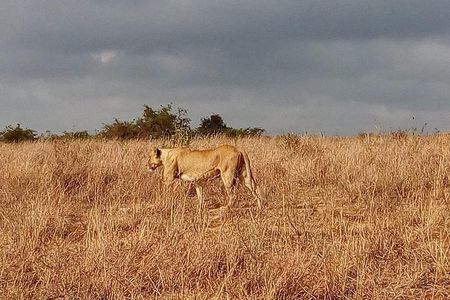 Lake Nakuru National park Express Day Trip 