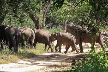 Kumana National Park Private Safari
