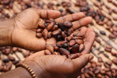 Coffee & Cacao Private Experience from Quito