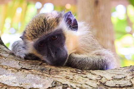 Green Monkey Time