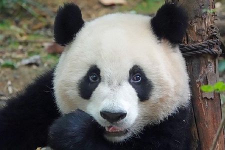 Chengdu Private Full Day Panda Breeding Center and Sanxingdui Museum Tour