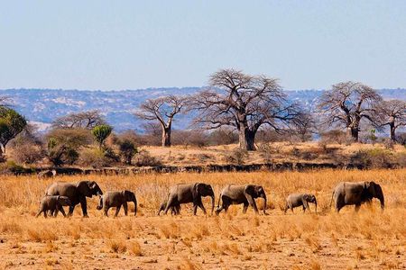 1 Day: Unforgettable Tarangire