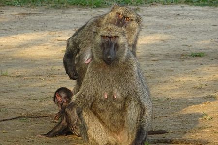 Seven Days One Wonderful Week Safari In Uganda