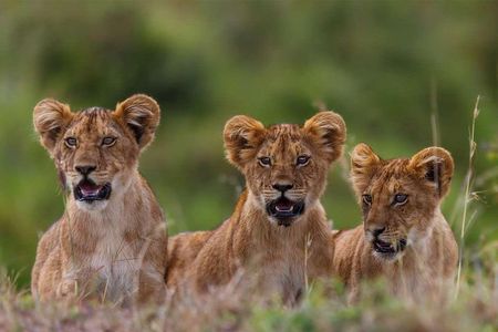 5-Days Masai Mara- Lake Nakuru - Lake Naivasha Kenya Safari Tour 