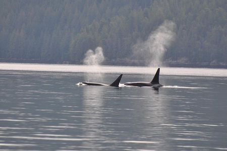 7-8 Hour Zodiac Whale Watching Tour