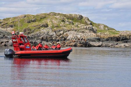 4 hour Zodiac Whale and Wildlife Tour