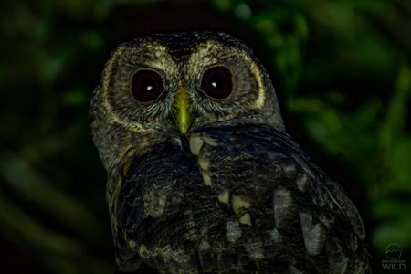 Cloud Forest Night Walk in Monteverde -Monteverde Wild-