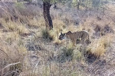 RANTHAMBORE NATIONAL PARK (3 Nights /4 Days)