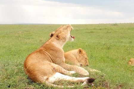 Wildlife safari: Tsavo East, west & Amboseli park tours