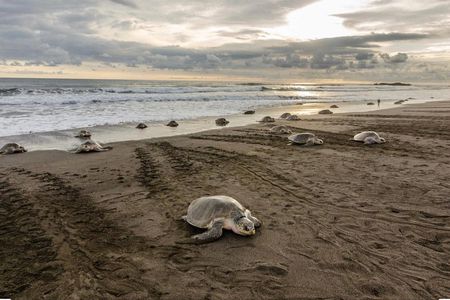 Turtle Watching Tour