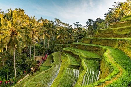 Private Ubud Day Tour