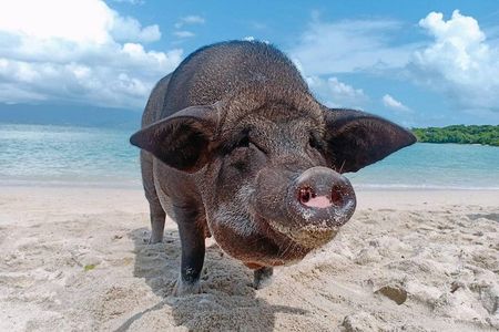 Pig Island & Koh Tan Tour by Speed Boat (Snorkeling & Kayaking)