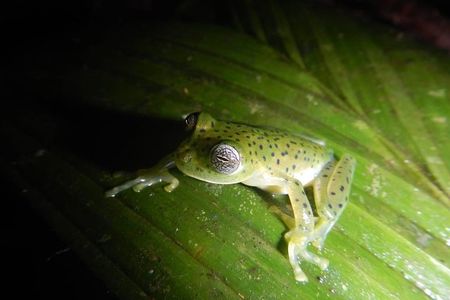 Private 4 Hours Night Jungle Hike Panama Tour