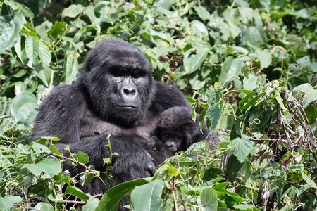 5 Day Gorillas and White Water Rafting Uganda Safari Adventure