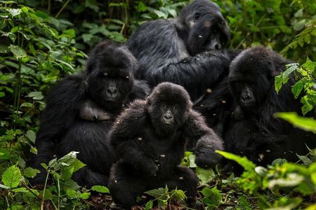 5-Day Gorillas, Lions and Water Safari in Uganda
