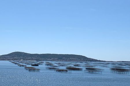 Highlights of Sète, oyster and Wine in Picpoul de Pinet