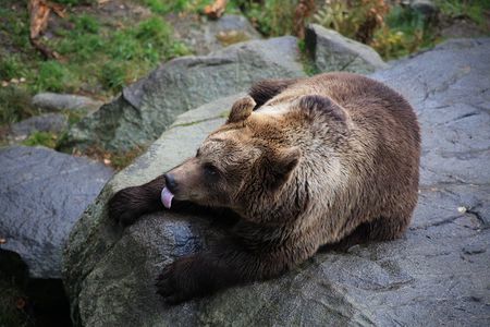 Tour to Ranua Zoo Wildlife Park Small Group Experience