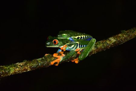 Canopy Tour + Tarzan Swing + Night Walk