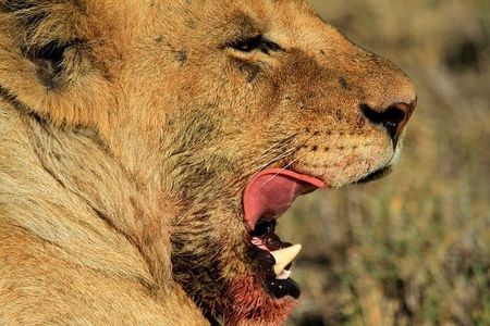 5 Days, 4 Nights Private Safari to Lake Manyara, Serengeti and Ngorongoro Parks