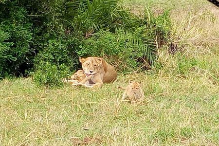6 Days best of kenya safaris Maasai Mara-Lake Nakuru Amboseli National Park