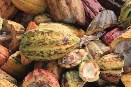 Cacao Road Excursion : plantations, processes, tasting and more