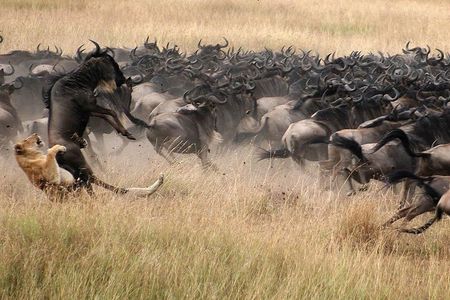 5 Days Lodge Safari - Lake Manyara, Serengeti, Ngorongoro, Tarangire.