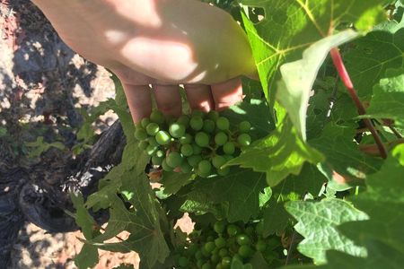 Signature Vineyard Exclusive Tour with Certificated Sommelier